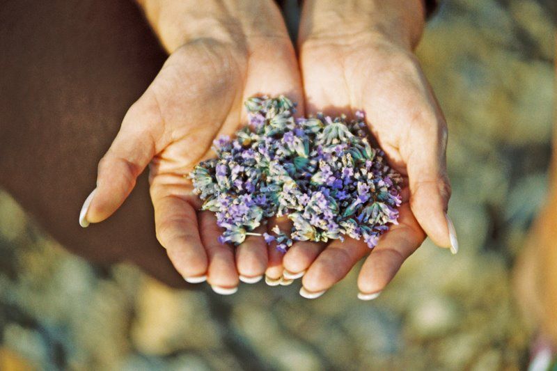 3-Hour Lavender Tour from Hvar - Should you book the Brusje lavender tour?