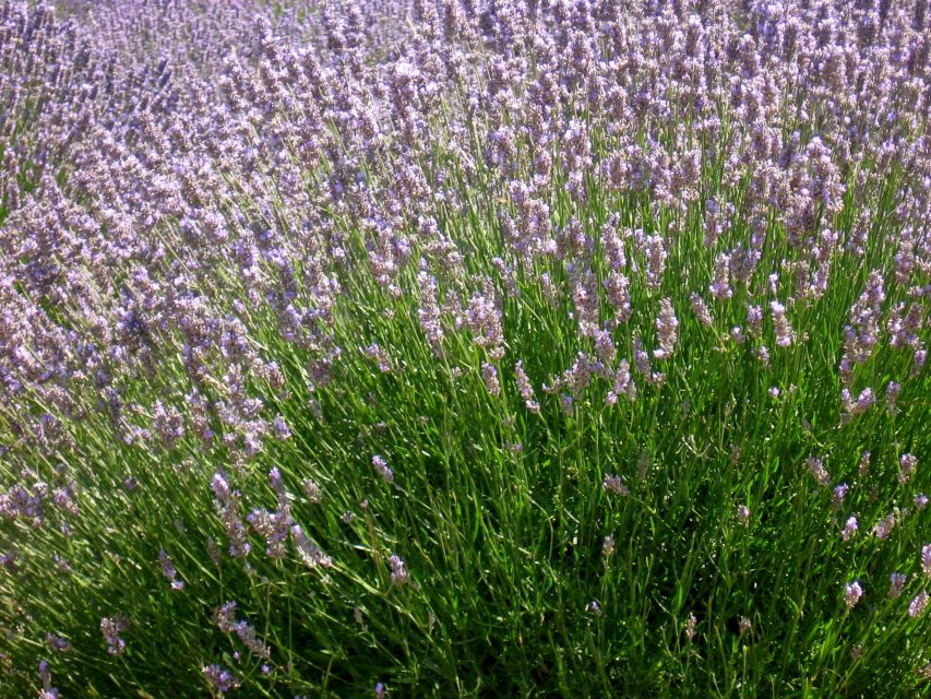 3-Hour Lavender Tour from Hvar - Group size, timing, and practical comfort