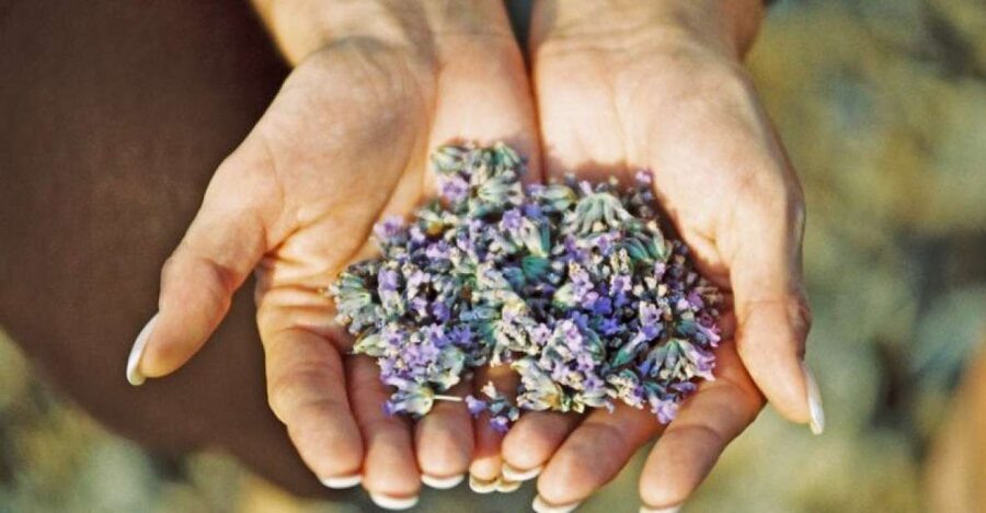 3-Hour Lavender Tour from Hvar - Pickup in Hvar and the climb toward Napoleon