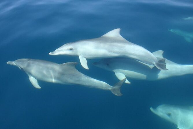 3hours all inclusive Sunset&Dolphin Tour from Medulin on Sandra - Dinner on board: tasty, simple, and included
