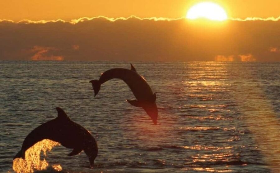 3hours Dolphin Sunset watching with unlimited drinks +dinner - Why This Medulin Sunset Cruise Works