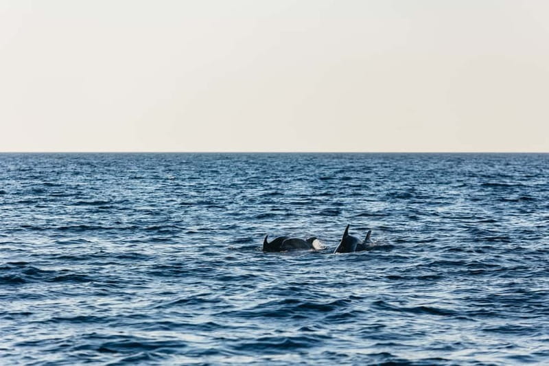 3hours Dolphin Sunset watching with unlimited drinks +dinner - Who Should Book This Evening Outing?