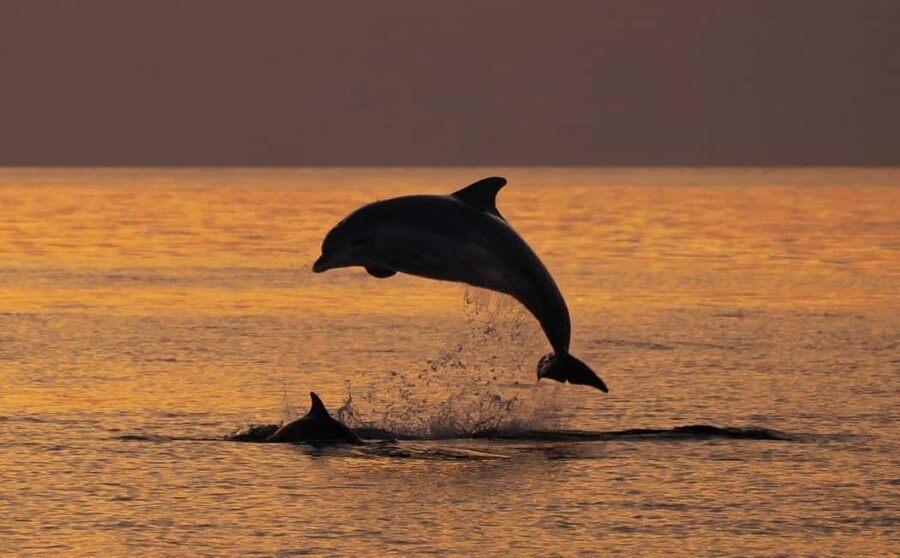 3hours Dolphin Sunset watching with unlimited drinks +dinner - Meeting the Sandra Boat in Medulin
