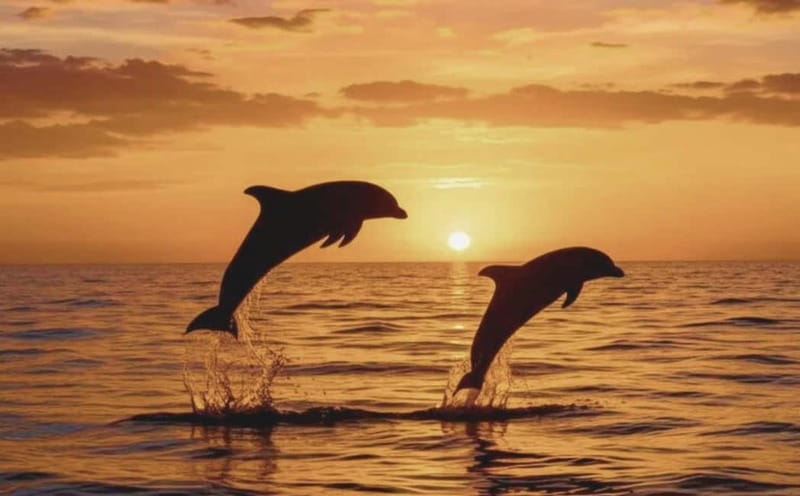 3hours Dolphin Sunset watching with unlimited drinks +dinner - What the $45 Price Really Covers