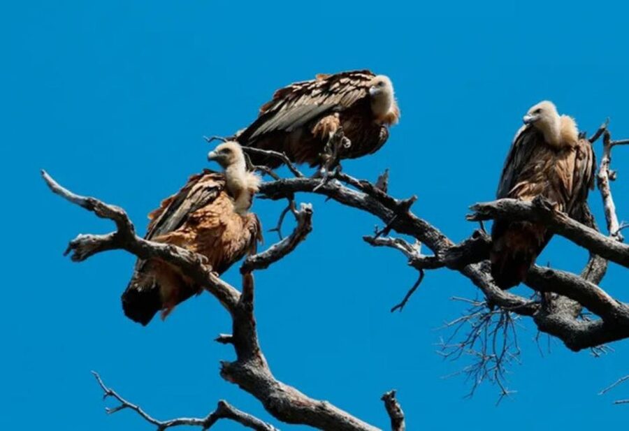 5h Plavnik Island: Swim & Snorkel with Capt. Bobo (Public) - Watching griffon vultures on the cliffs