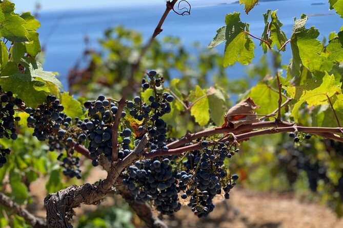 Authentic private viewpoint wine&dine tour - The driving time is part of the experience
