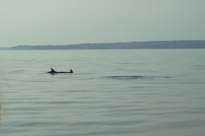 Beautiful Sunset and Dolphin Watching - Searching the open sea for dolphins