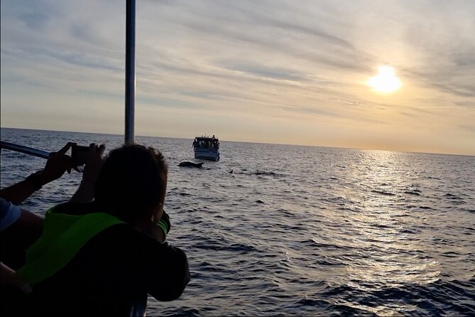 Beautiful Sunset and Dolphin Watching - Should you book the Brijuni dolphin sunset cruise?