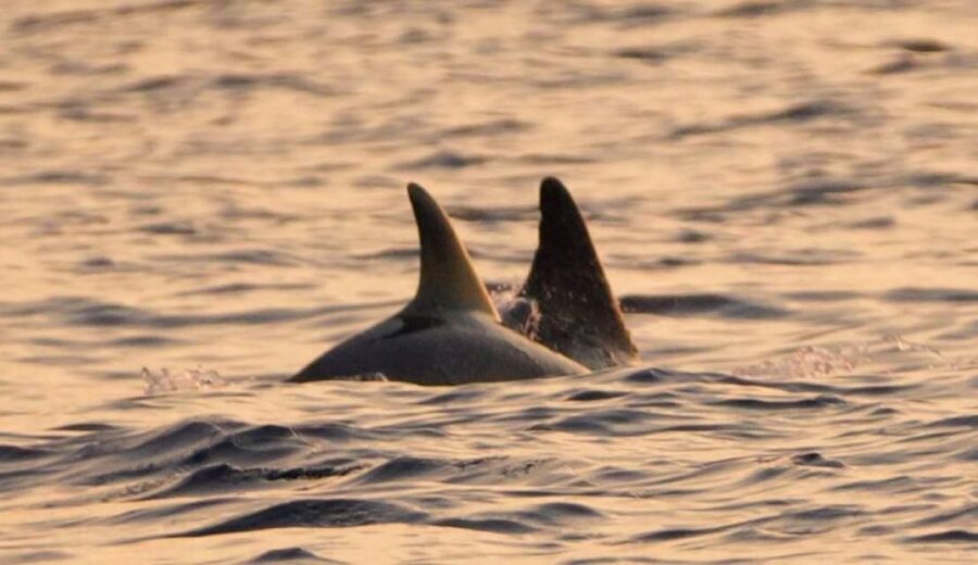 Brijuni Islands: Sunset & Dolphins private boat tour - Leaving Fažana for the Brijuni Islands