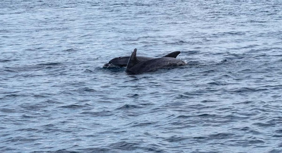 Brijuni Islands: Sunset & Dolphins private boat tour - Seeing Brijuni from the water
