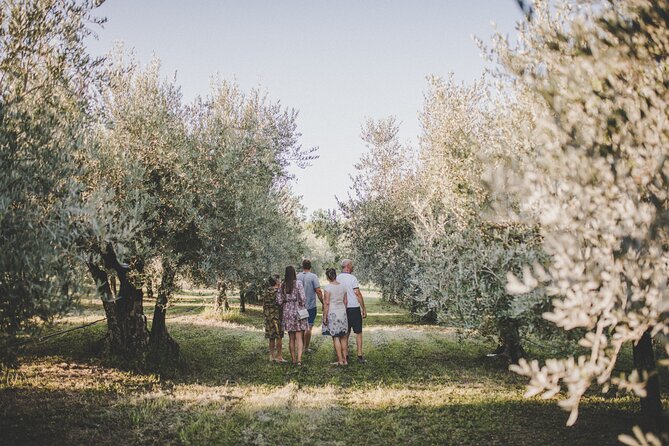 Buje: Authentic Istrian family farm, guided walk, foods & wine - How much value do you get for $77.89?