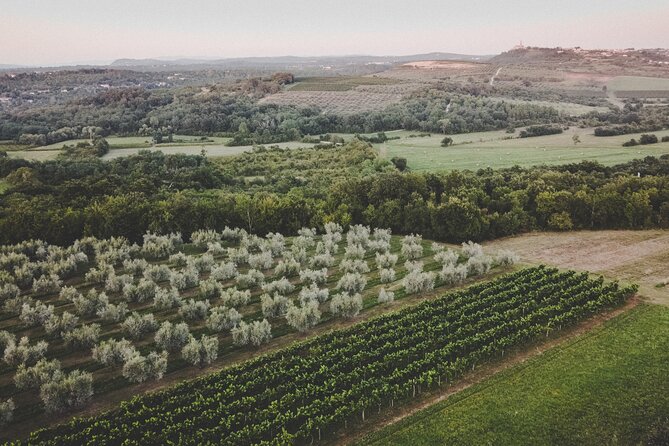 Buje: Authentic Istrian family farm, guided walk, foods & wine - Who will enjoy this most?