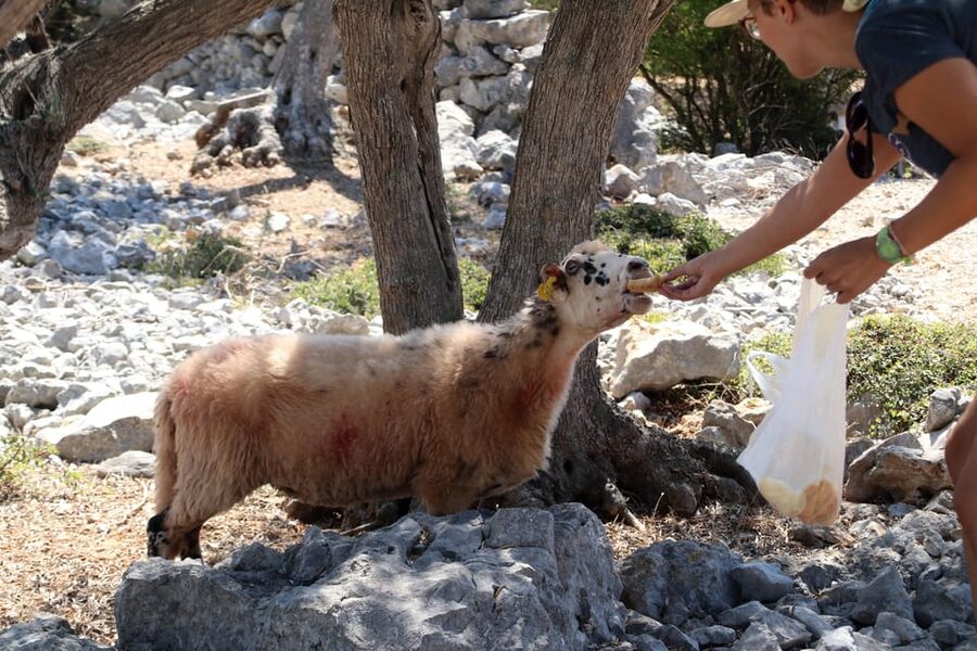 Cres: Olive Oil Walking Tour with Tastings - Why Cres olive oil makes a good subject for a walking tour