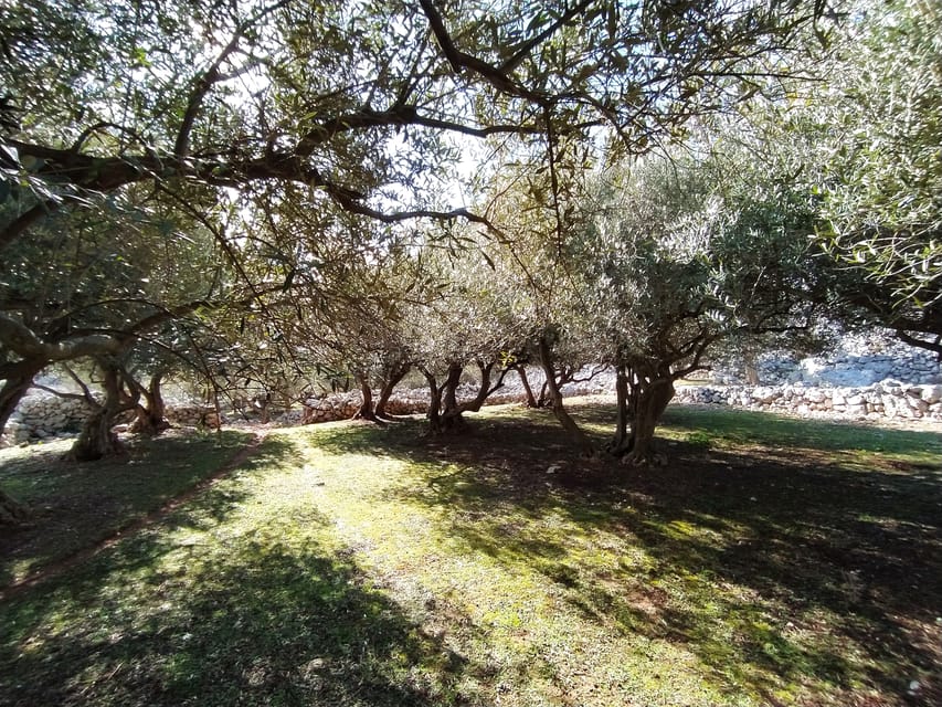 Cres: Olive Oil Walking Tour with Tastings - Dunja’s role in keeping the tour personal