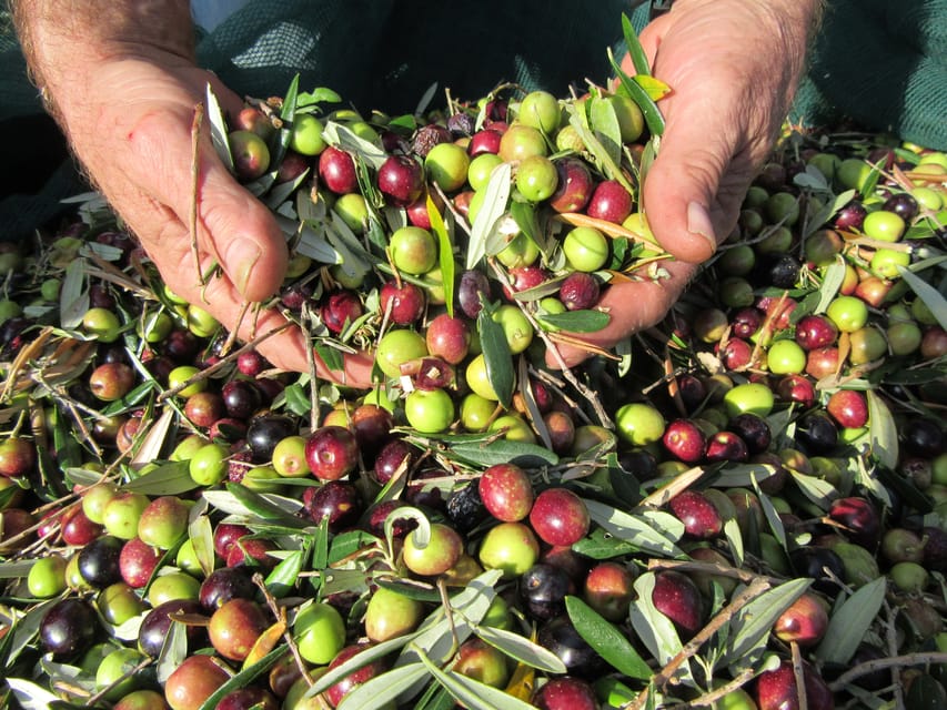 Cres: Olive Oil Walking Tour with Tastings - Who will enjoy this Cres experience most
