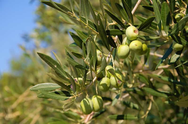 Cres: Olive Oil Walking Tour with Tastings - Walking through Cres’s old olive groves