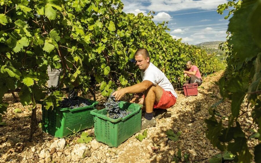 Dalmatian Delights: Food & Wine Tour from Split or Trogir - From Split or Trogir to Šibenik