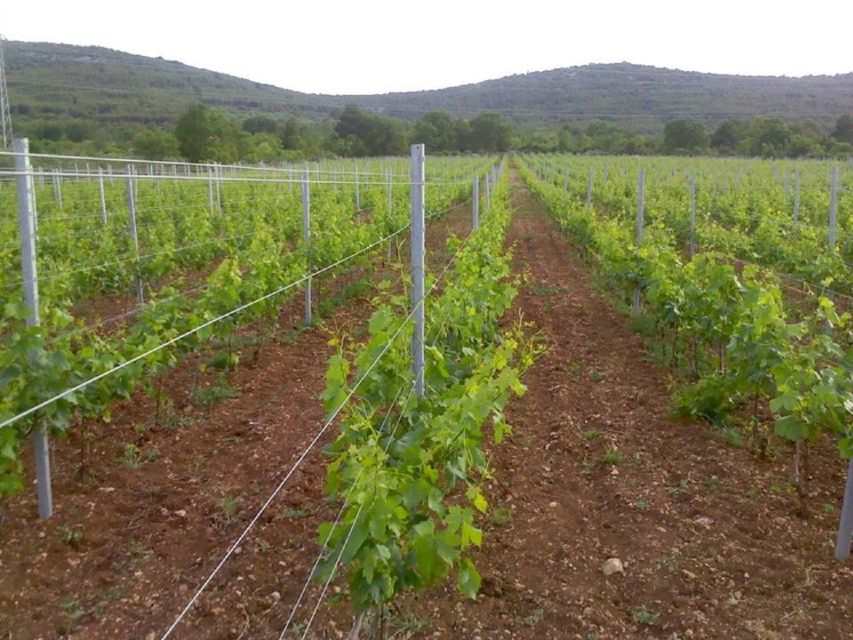 Dalmatian Delights: Food & Wine Tour from Split or Trogir - Who will enjoy this outing most?