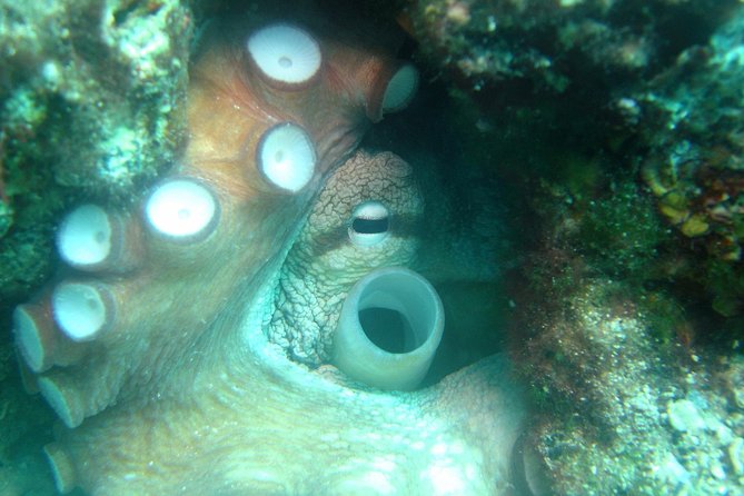 Diving day tour with 2 dives - Two underwater sessions from Tucepi