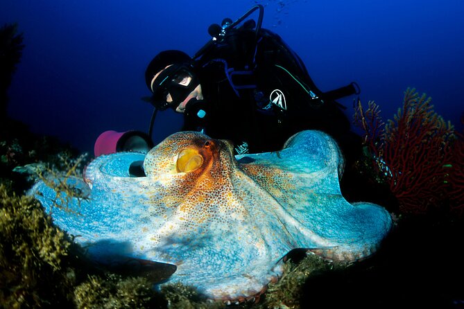 Diving day tour with 2 dives - What the $91.31 price really covers