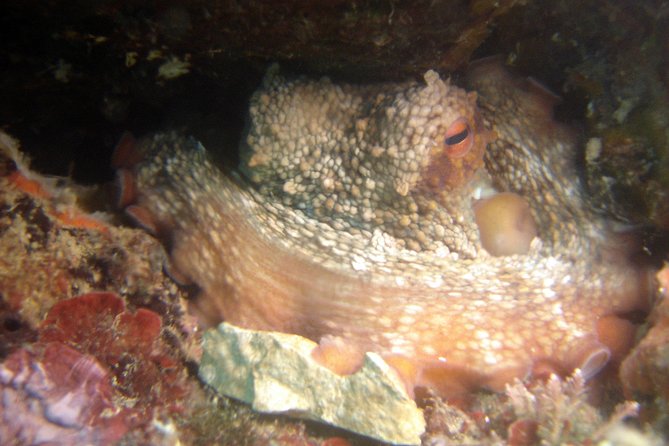 Diving day tour with 2 dives - Meeting in Tucepi and planning your morning
