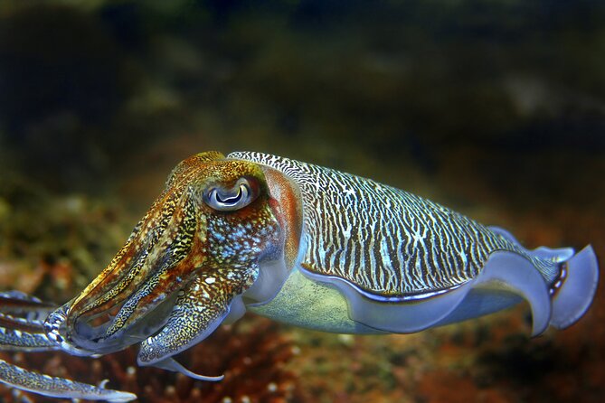 Diving day tour with 2 dives - Who will enjoy this most