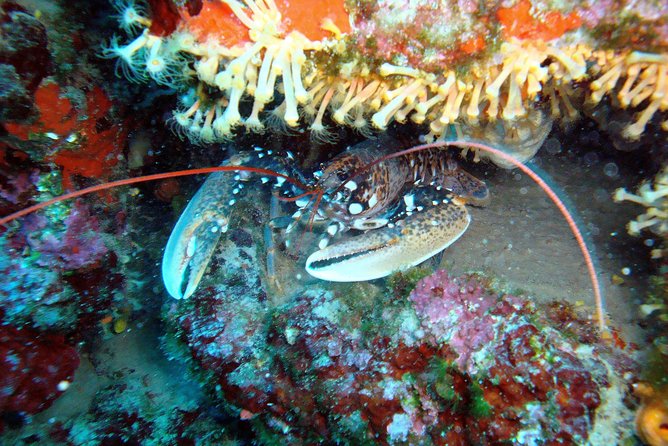Diving day tour with 2 dives - Weather, cancellations, and a little flexibility