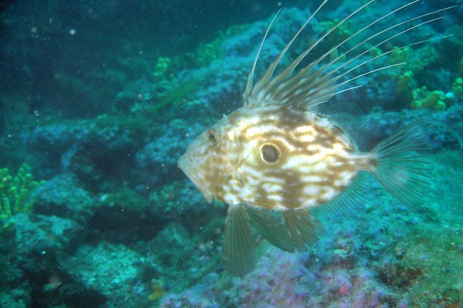 Diving day tour with 2 dives - What you may see at sites from 5 to 40 meters