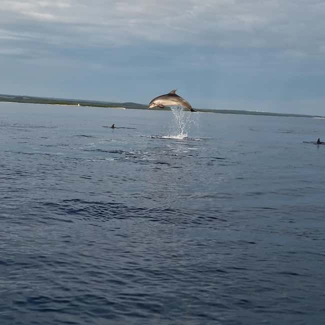 Dolphin private sunset tour Rovinj - Key points to know before you book