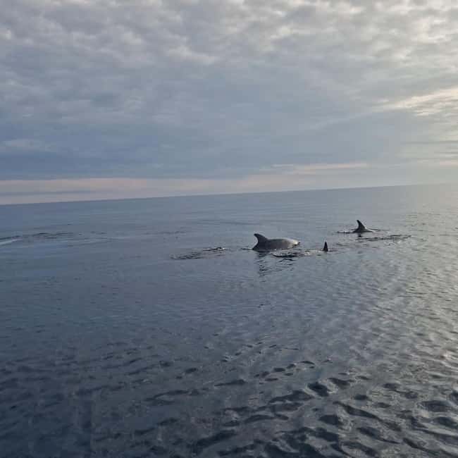 Dolphin private sunset tour Rovinj - A short private cruise with a clear purpose