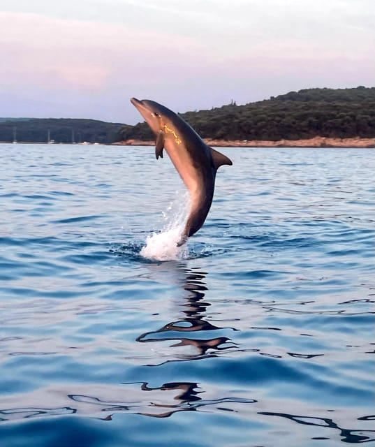 Dolphin private sunset tour Rovinj - The islands and the quieter middle section