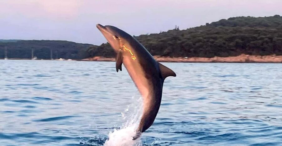 Dolphin private sunset tour Rovinj - Who will enjoy this most
