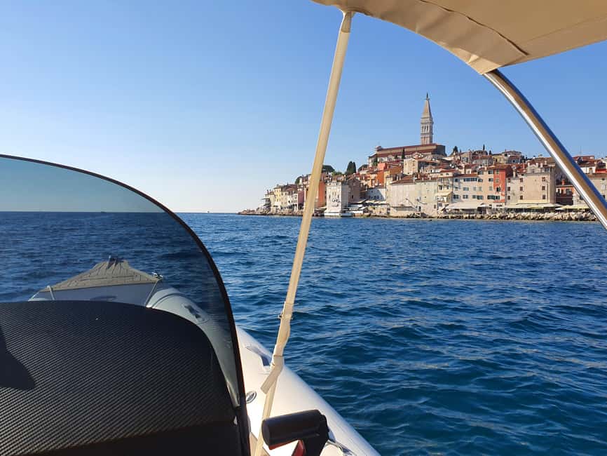 Dolphin safari every evening - Key points to know before you book