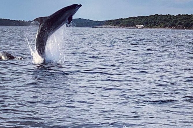 Dolphin Sunset Adventure with Speedboat - Searching the Adriatic from Vrsar