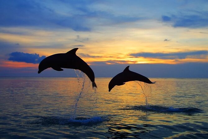 Dolphin Sunset Adventure with Speedboat - A shared speedboat, not a private cruise