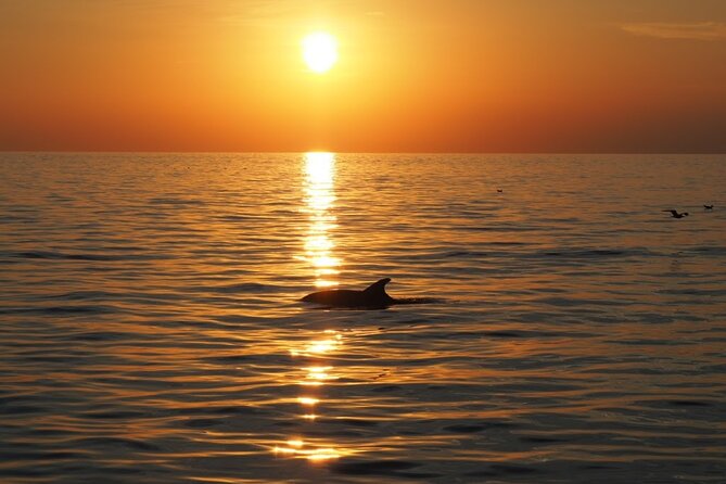 Dolphin Sunset Adventure with Speedboat - How the skipper shapes the experience