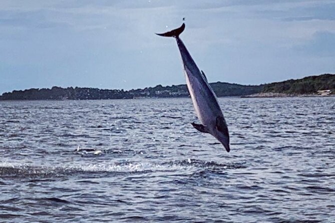 Dolphin Sunset Adventure with Speedboat - What the 90-minute itinerary feels like