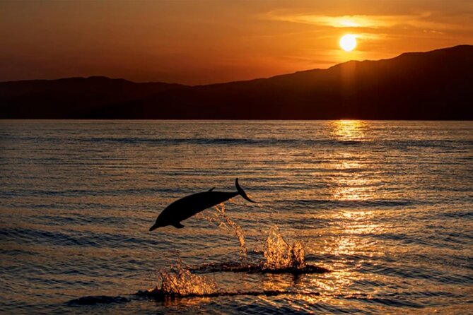 Dolphin Watching Tour – 85% Chance – Drinks & Dinner Included - Key points before you book