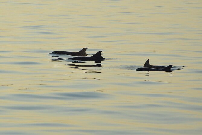 Dolphin Watching Tour – 85% Chance – Drinks & Dinner Included - A sunset cruise with dolphins as the bonus