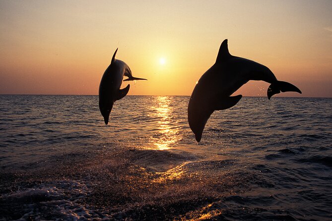 Dolphin Watching Tour – 85% Chance – Drinks & Dinner Included - A welcome drink and the slow run toward Kamenjak