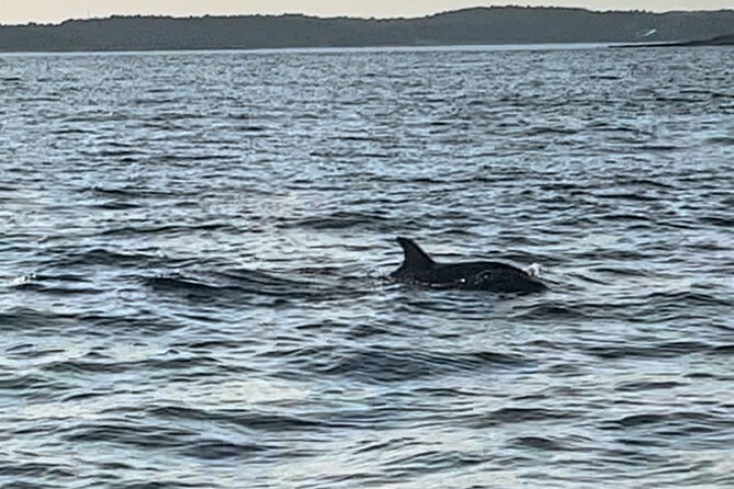 Dolphin Watching Tour – 85% Chance – Drinks & Dinner Included - Porer Lighthouse, built in 1846