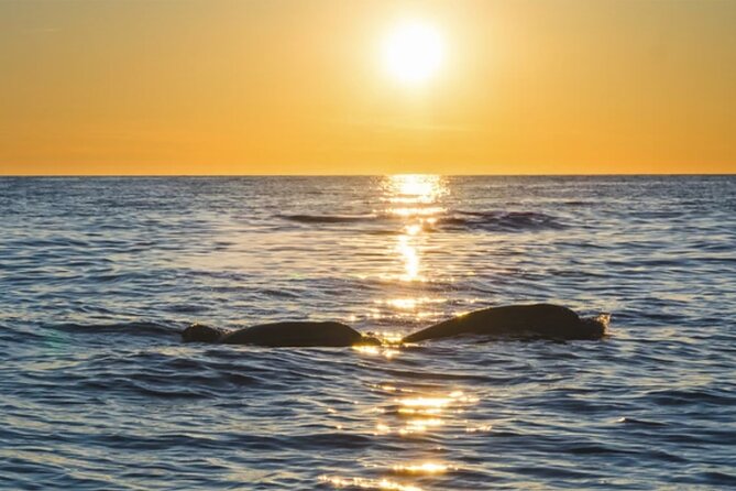 Dolphin Watching Tour – 85% Chance – Drinks & Dinner Included - Searching for dolphins in open water