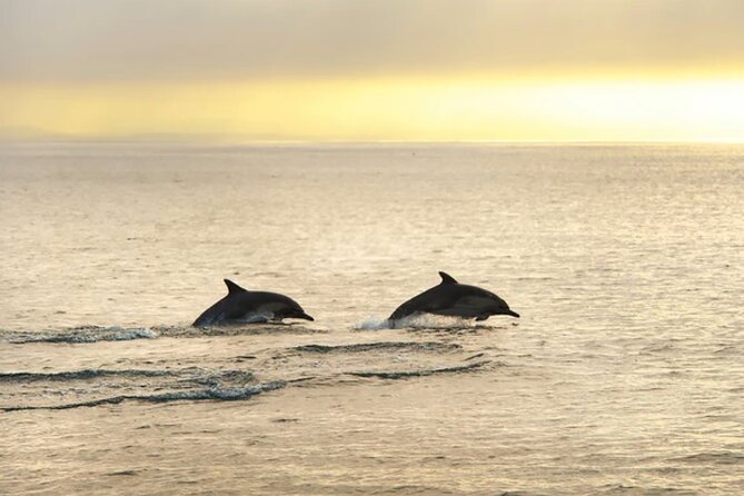 Dolphin Watching Tour – 85% Chance – Drinks & Dinner Included - Unlimited drinks and a lively boat atmosphere