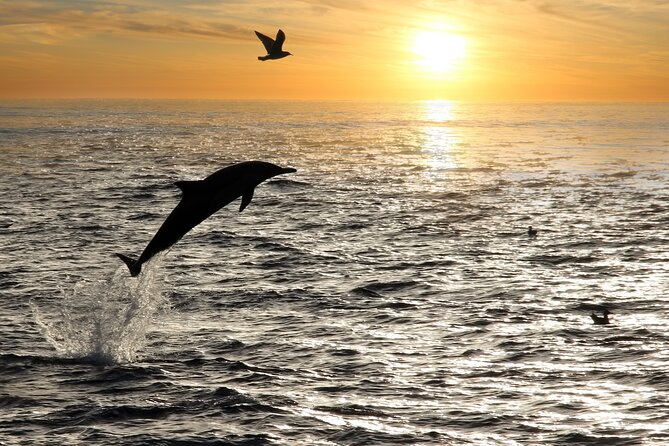 Dolphin Watching Tour – 85% Chance – Drinks & Dinner Included - Wi-Fi, photos, and practical comfort
