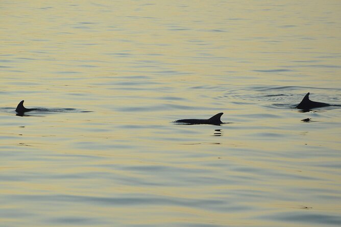 Dolphin Watching Tour – 85% Chance – Drinks & Dinner Included - Leaving Medulin at 5:30 pm