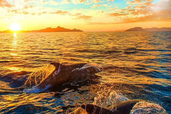 Dolphins Watching in the National Park Brijuni from Pula - A guide-led view of the islands and sea