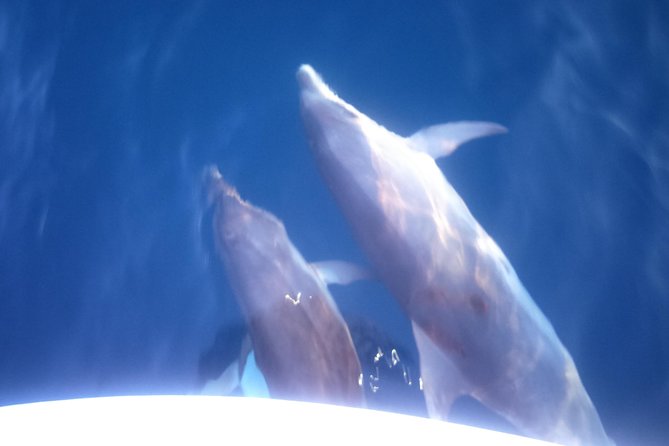 Dolphins Watching in the National Park Brijuni from Pula - Searching for dolphins beside Brijuni National Park