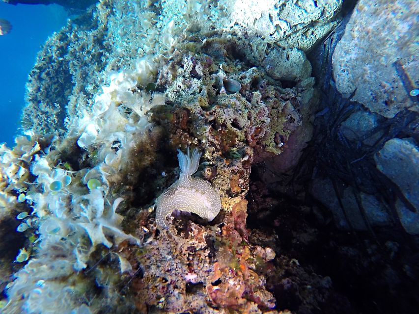 Dubrovnik: 1-Day Discover Scuba Diving Course - Why the full day affects the value