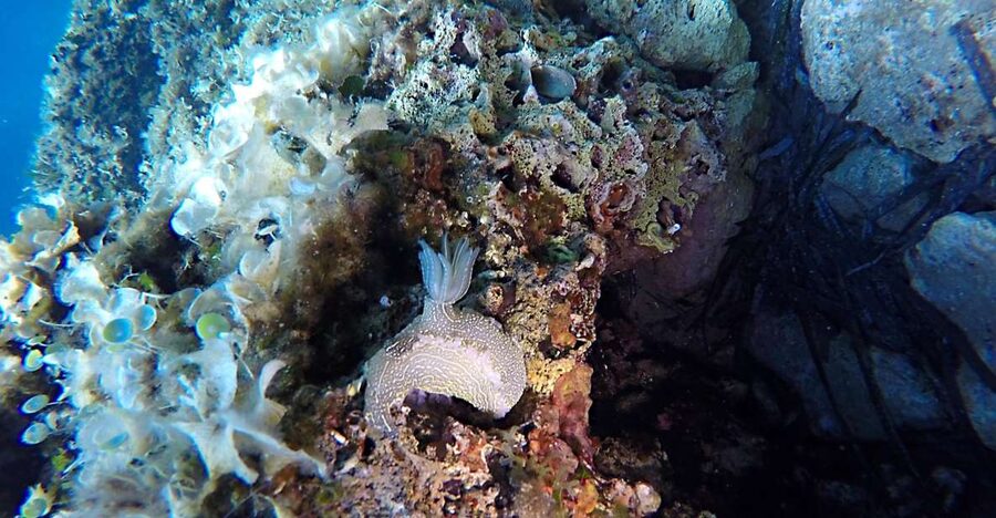 Dubrovnik: 1-Day Discover Scuba Diving Course - Two underwater sessions in the Adriatic