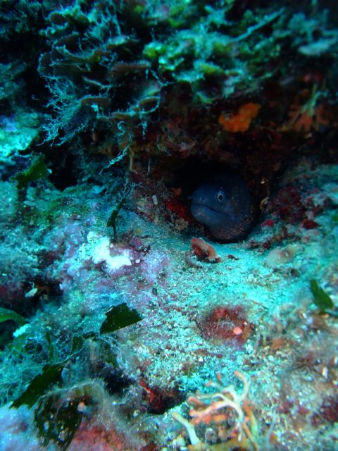 Dubrovnik: 1-Day Diving Package - Two Adriatic sites in one carefully paced day